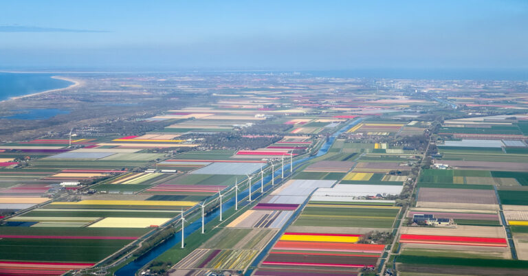 Colorful flower farms in in the north of the Netherlands.